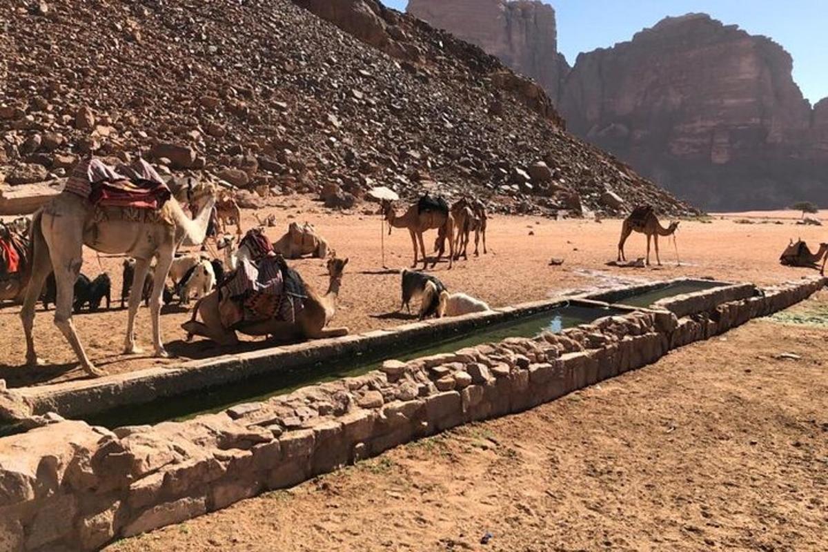 a group of animals standing around a water hole in the desert