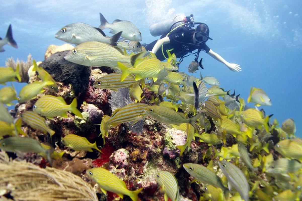 a diver in the ocean with fish on the reef