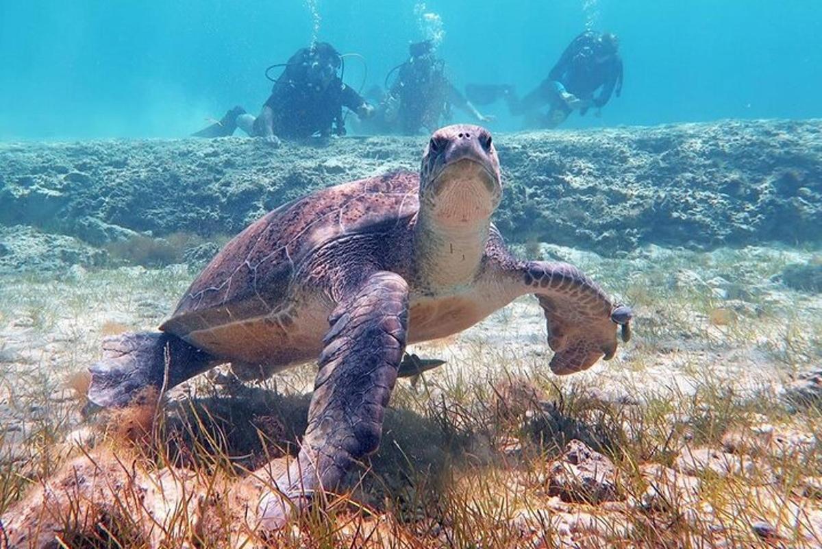 una tartaruga marina verde sdraiata sull'erba