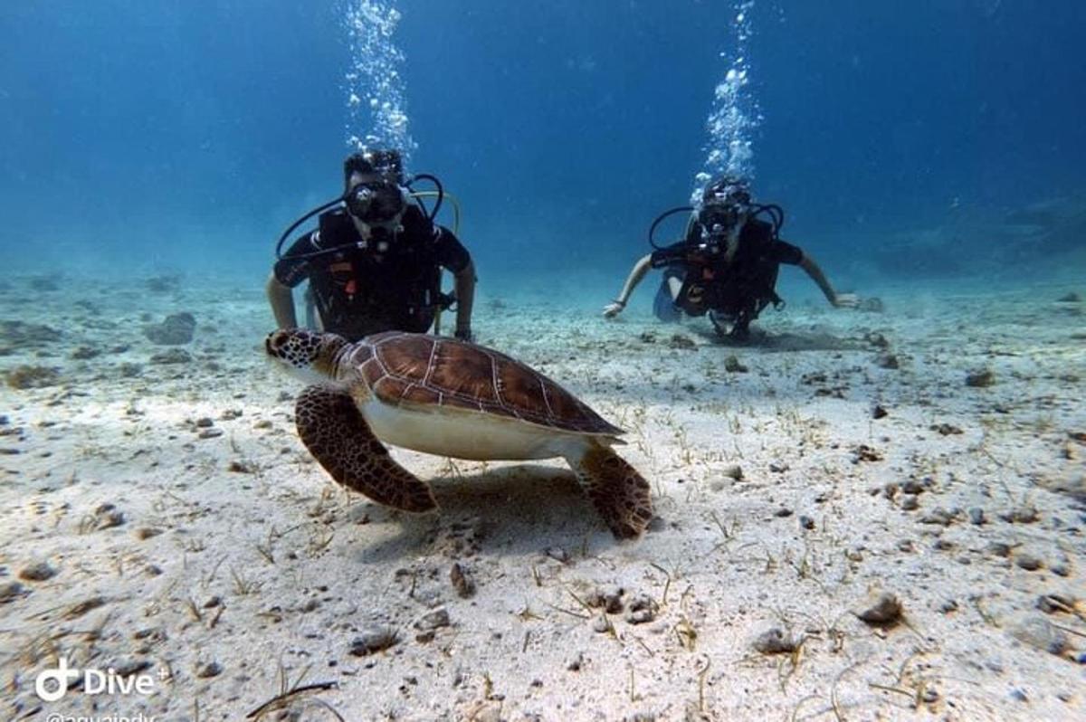 korytnačka v oceáne s dvoma ľuďmi vo vode