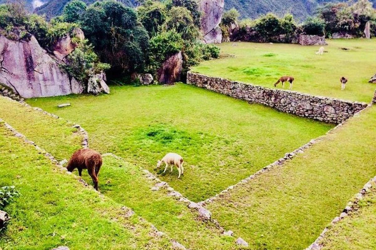 un grupo de animales pastando en un campo de hierba