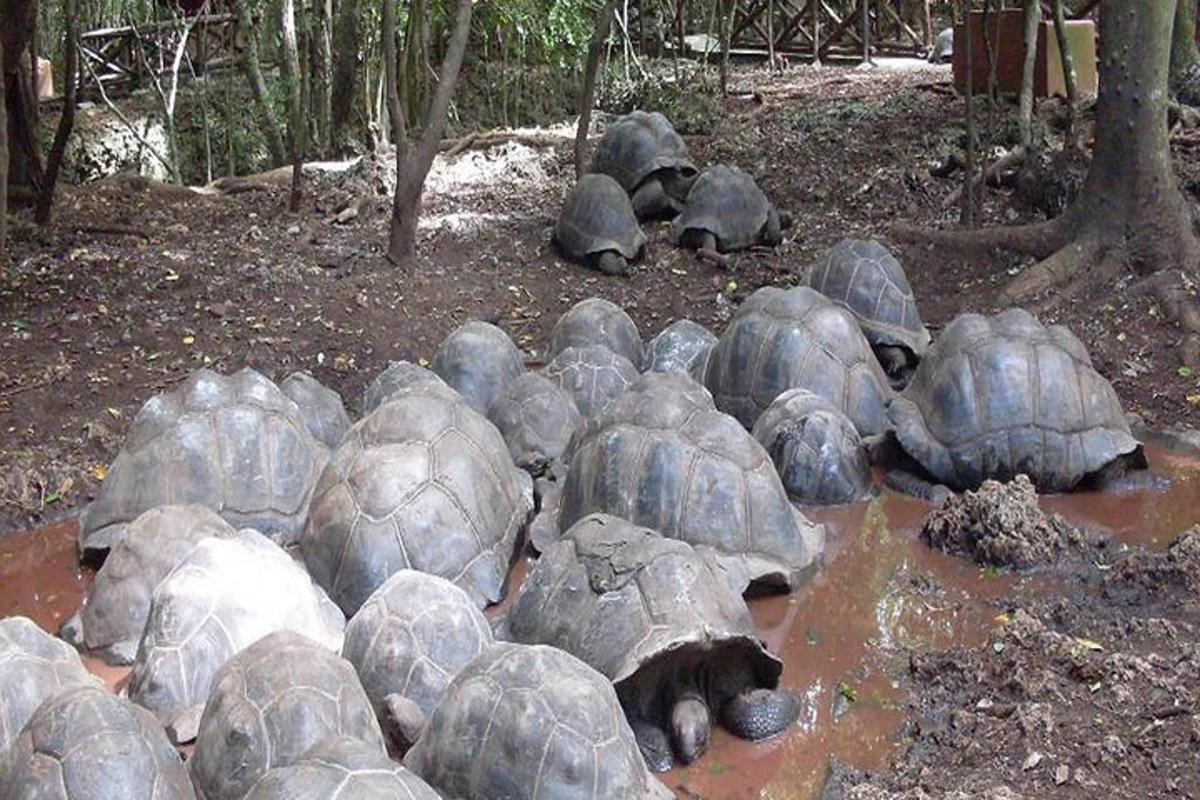 un gruppo di tartarughe sdraiate nel fango