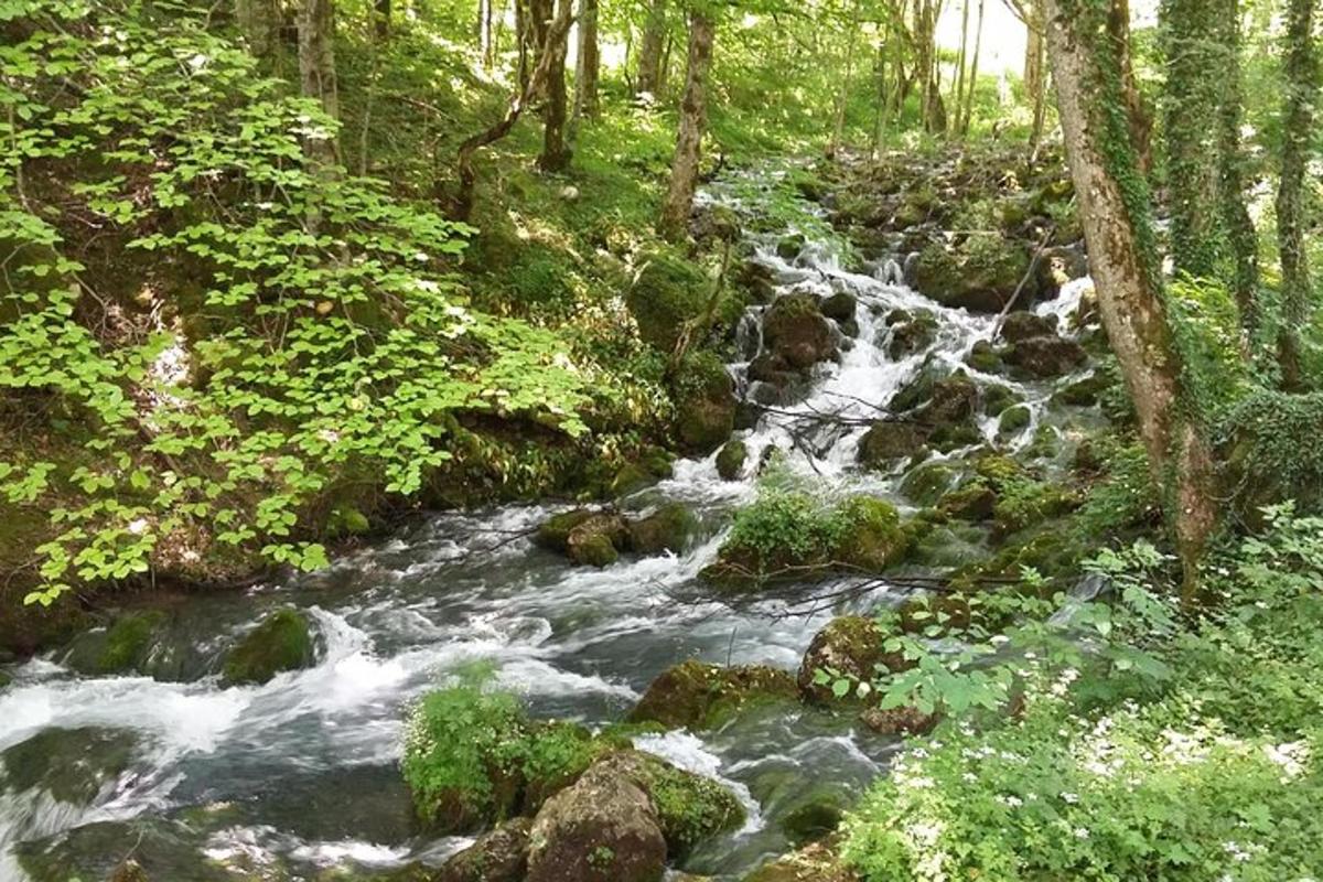 a stream of water with rocks in a forest