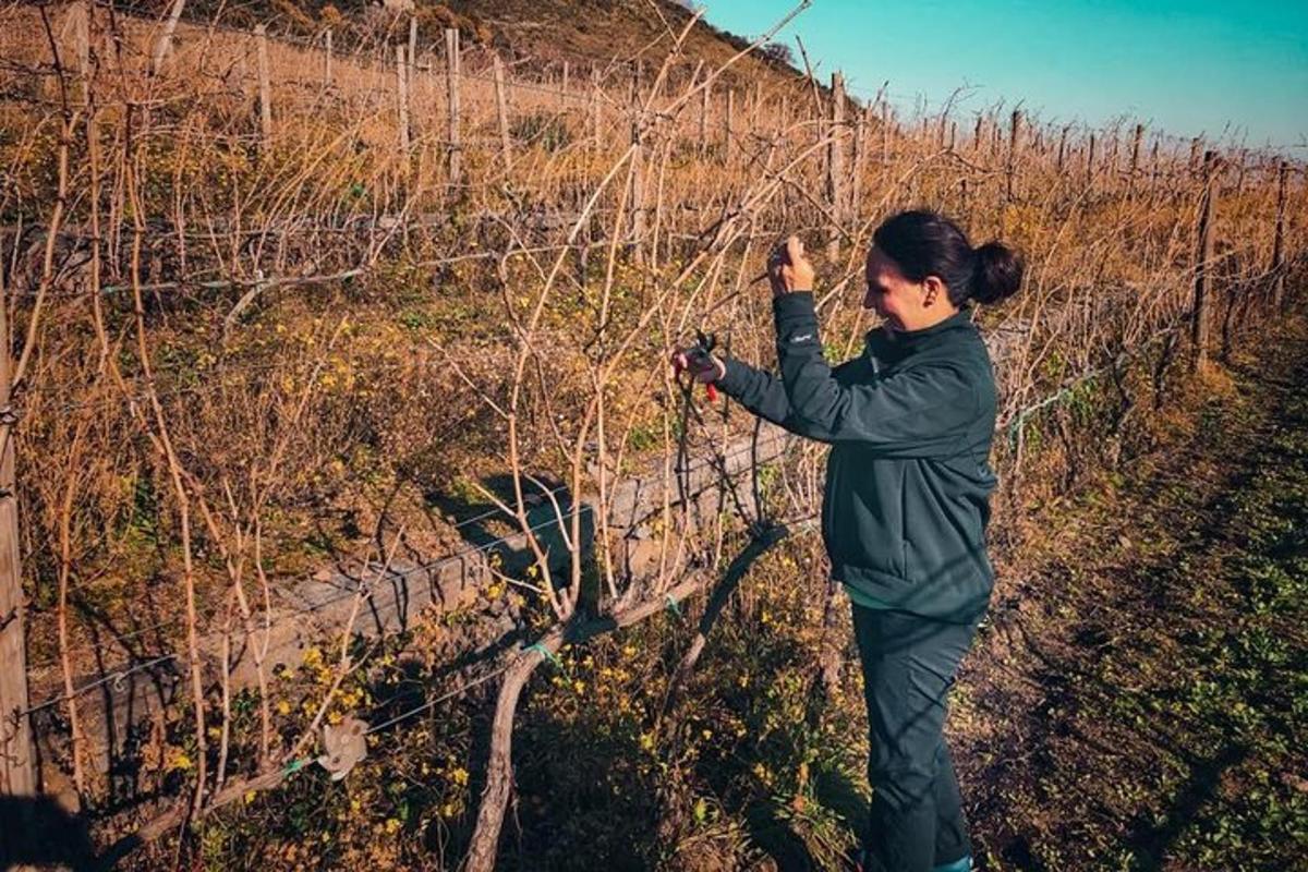 Žena pušta zmaja u vinogradu