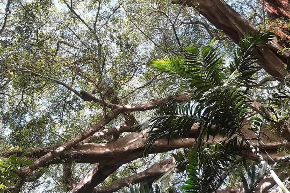 a tree with many branches and leaves