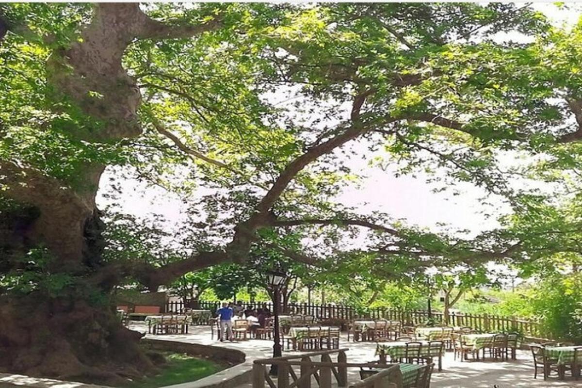 un gruppo di tavoli e sedie sotto un albero