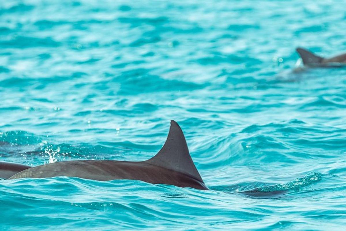 a group of dolphins swimming in the water