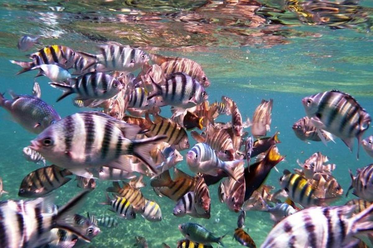 a group of fish swimming in the water