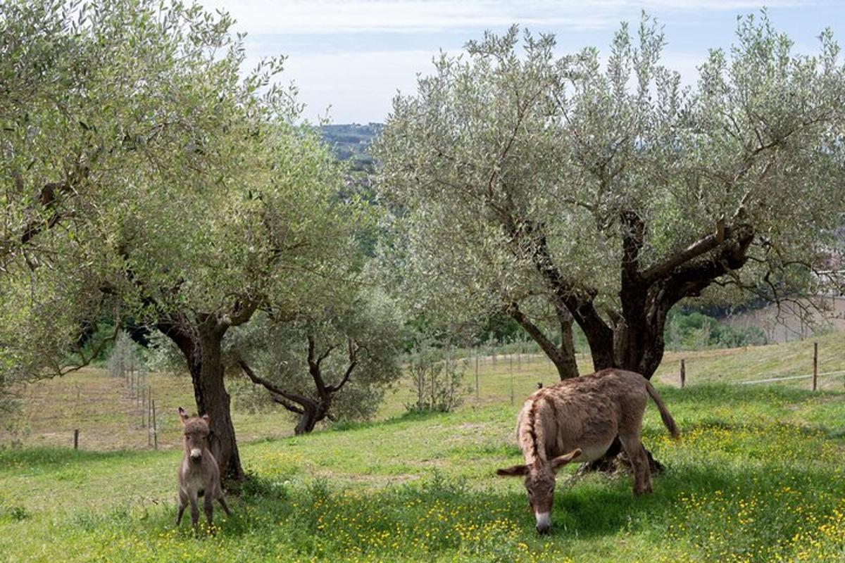 two animals grazing in a field with trees