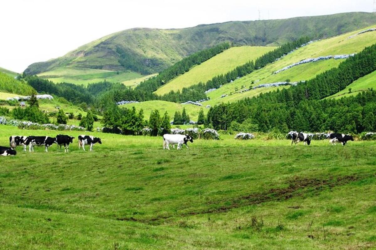 kúahjörð á beit í graslendi