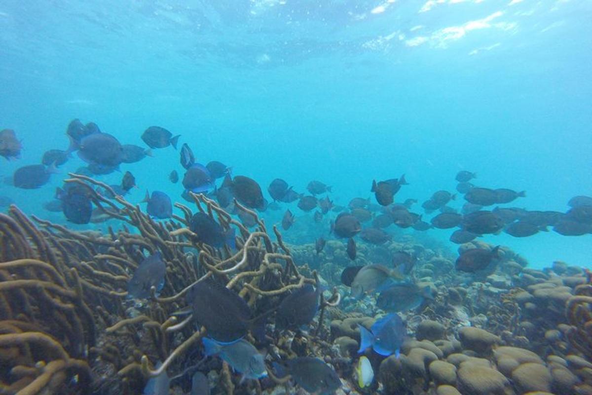 a group of fish swimming over a coral reef