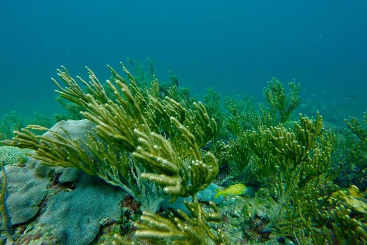 a group of plants on the ocean floor