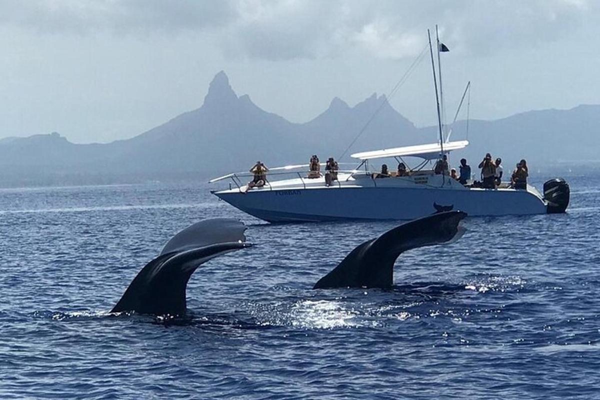 dos delfines en el agua frente a un barco