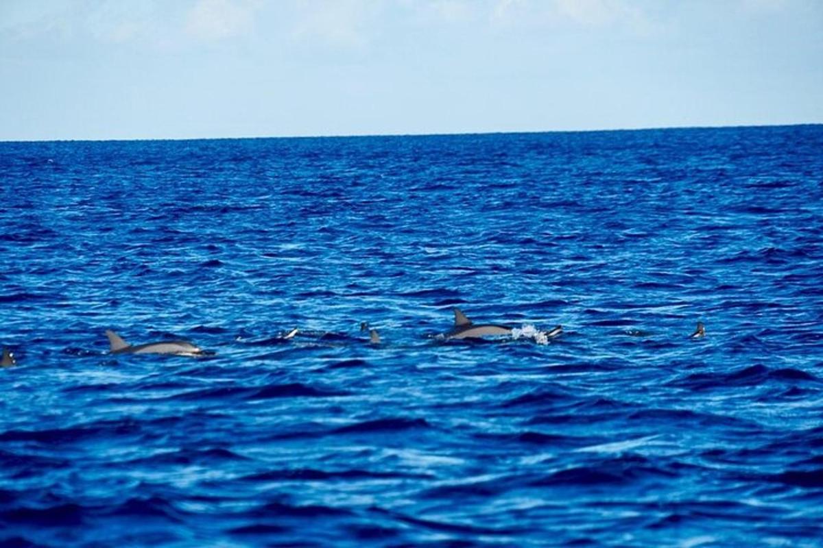 eine Gruppe von drei Delfinen, die im Meer schwimmen