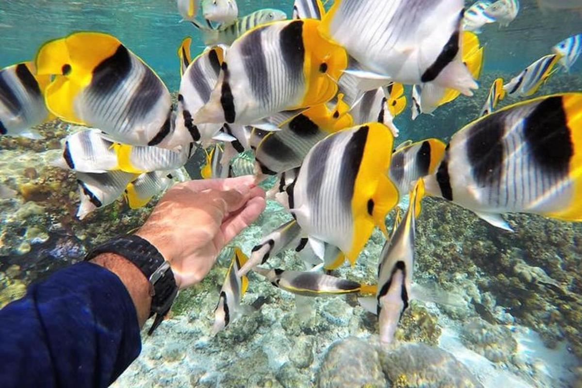 a person feeding a group of fish in the ocean