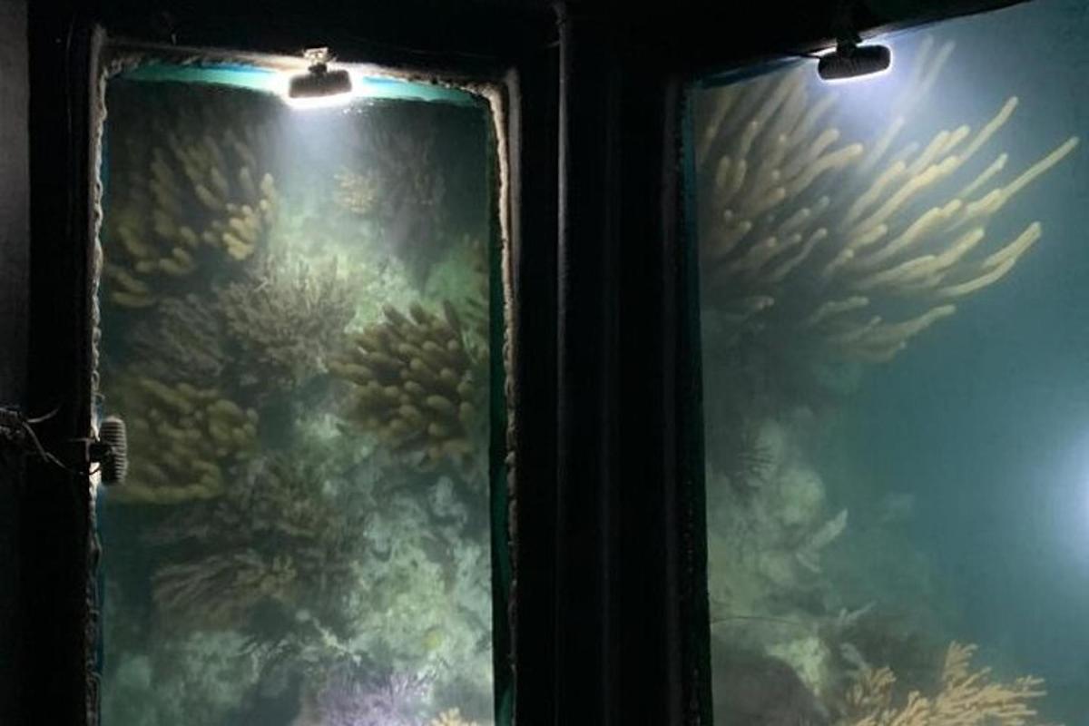 a glass window with a view of an aquarium