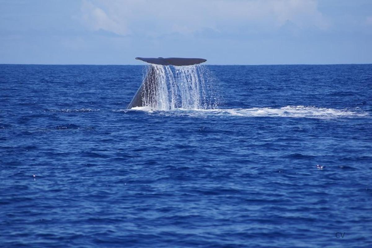 delfin v vodi v oceanu