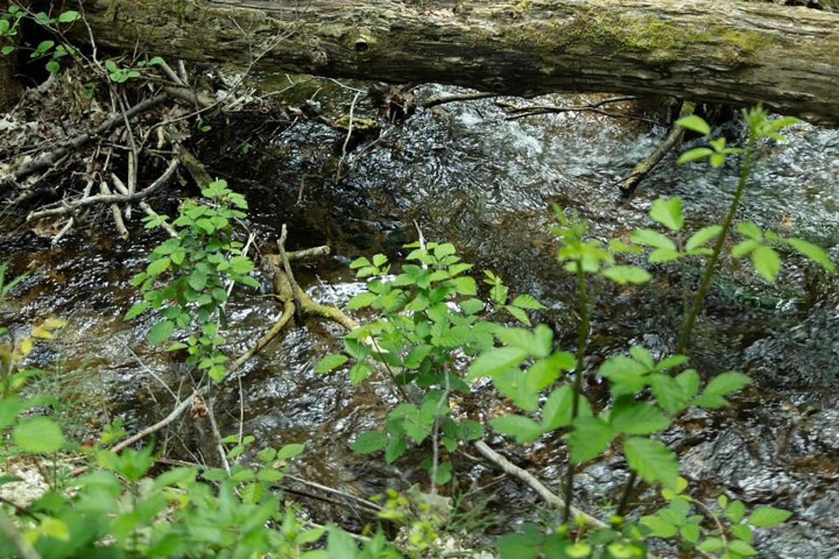 a tree branch laying on top of a rock