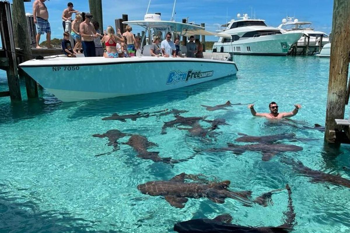a group of bears swimming in the water next to a boat