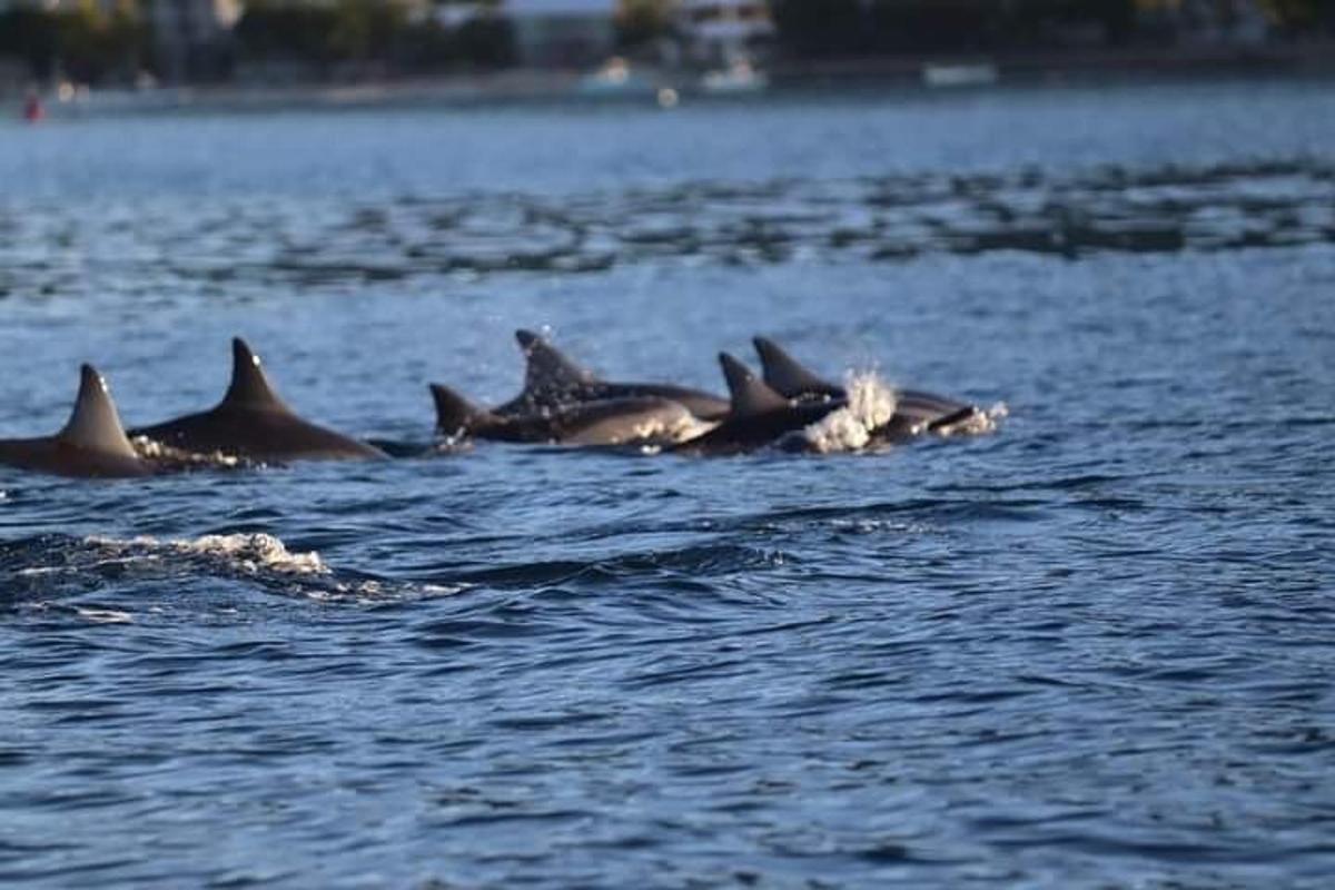 un gruppo di delfini che nuotano nell'acqua