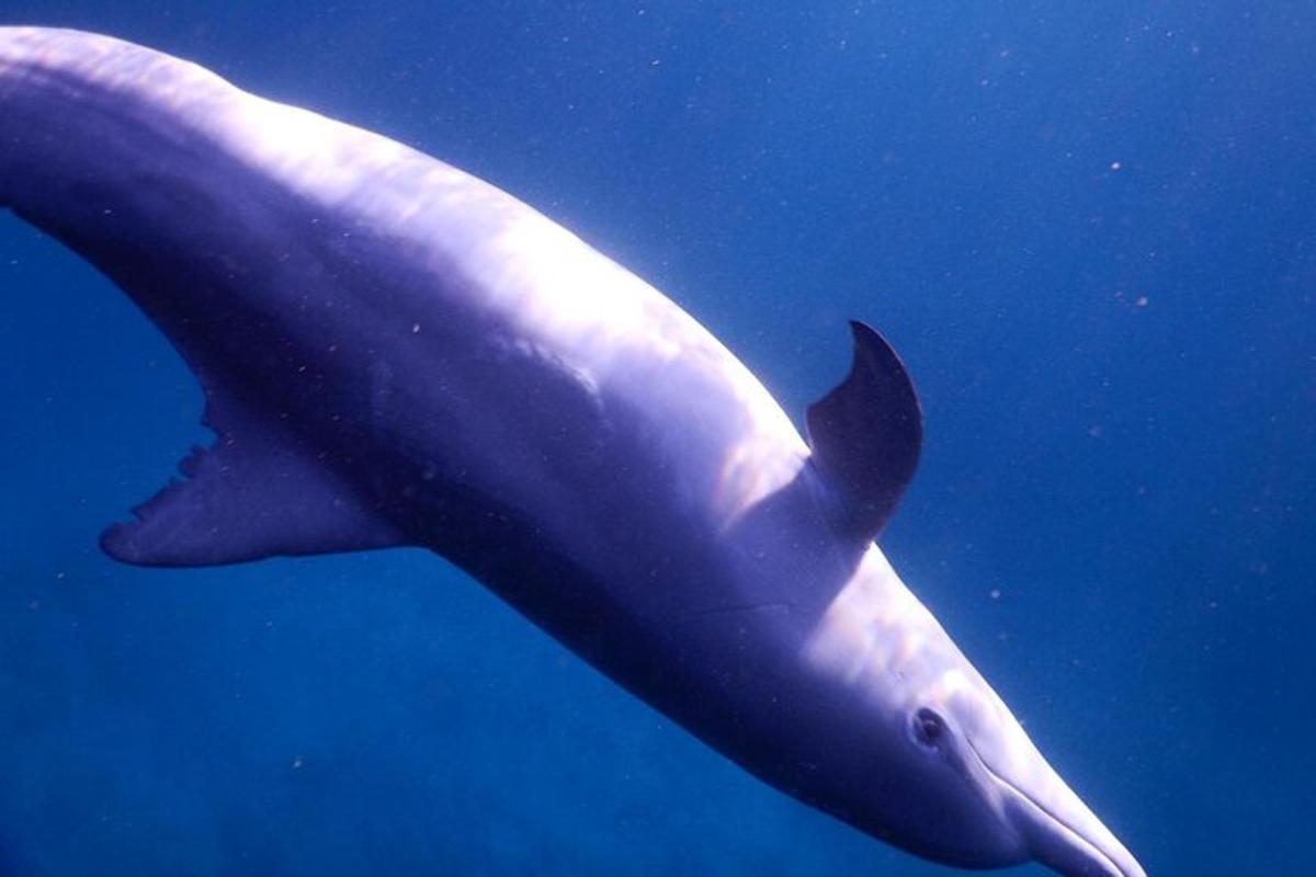 uno squalo balena che nuota nell'acqua blu