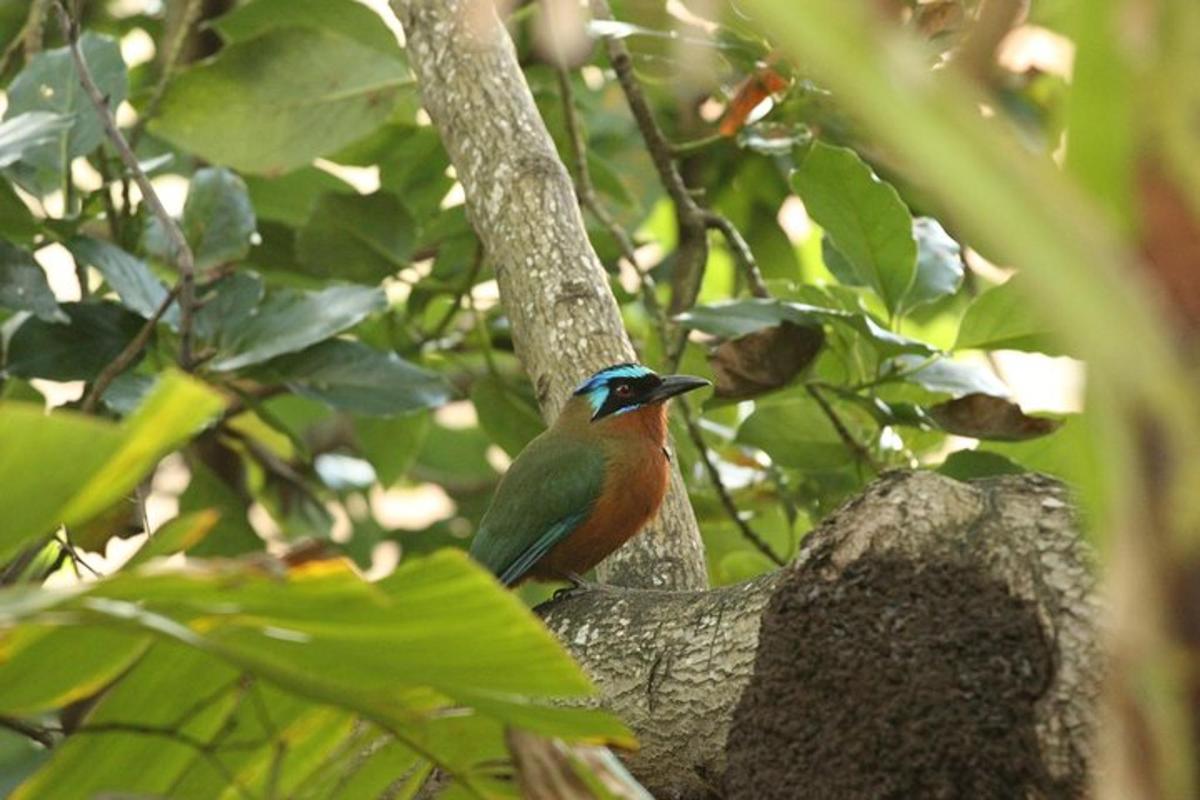 a bird is sitting on a tree branch