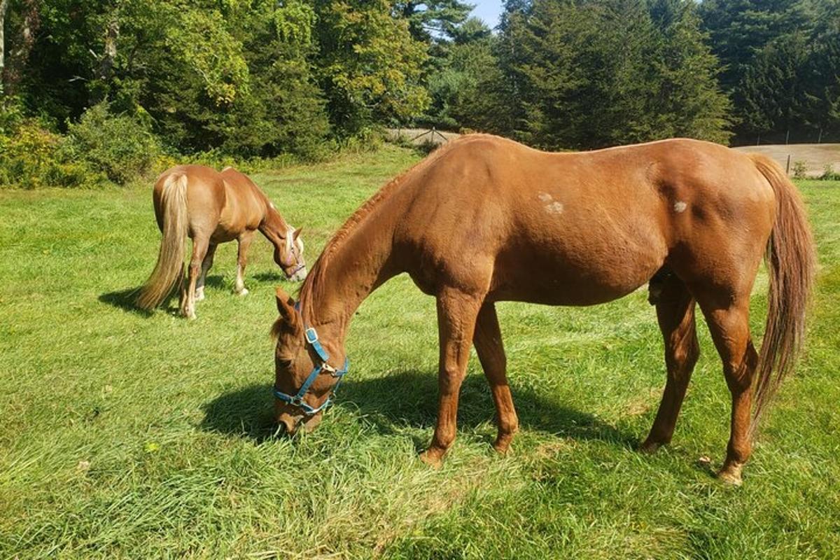 due cavalli al pascolo in un campo d'erba