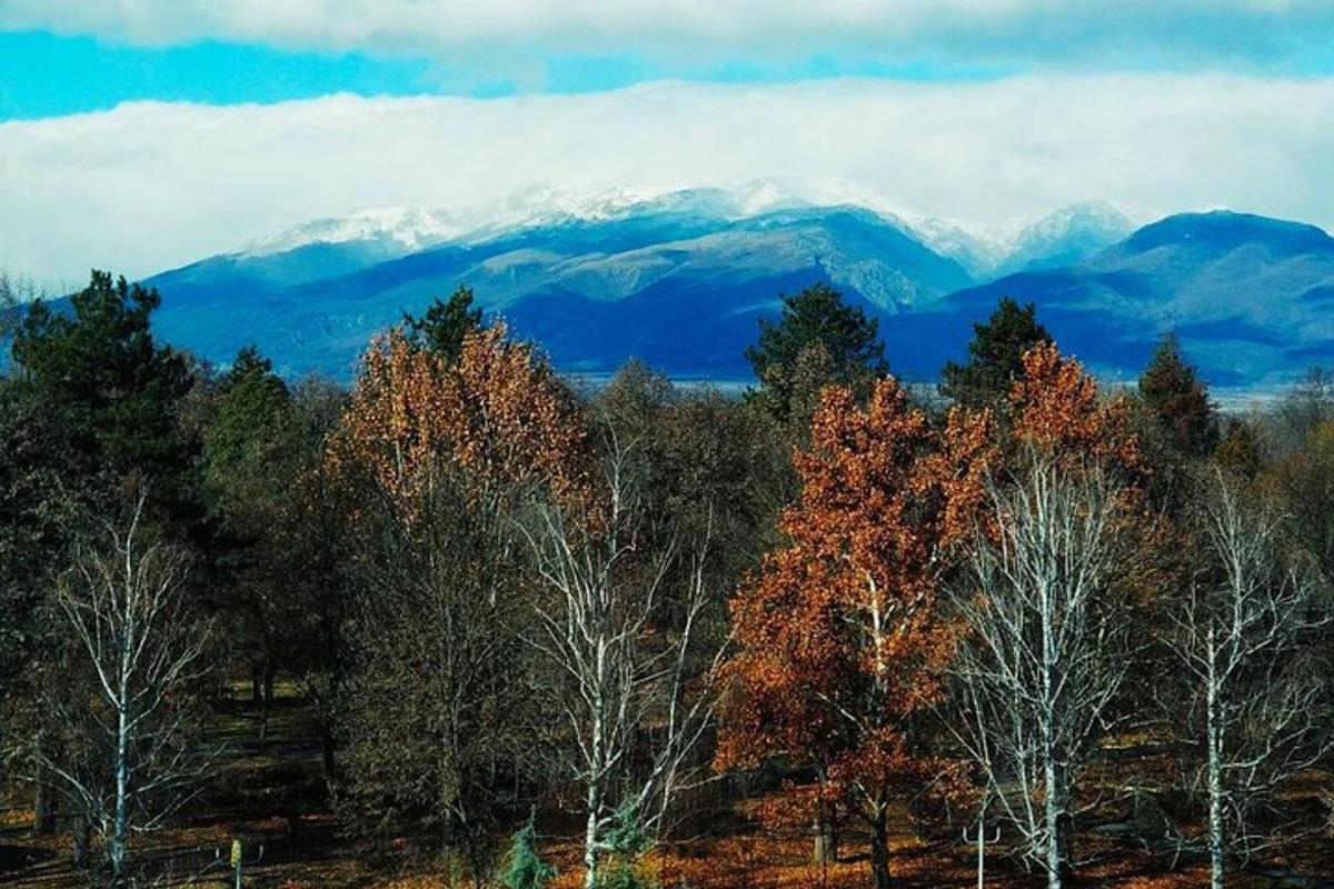 a group of trees with mountains in the background