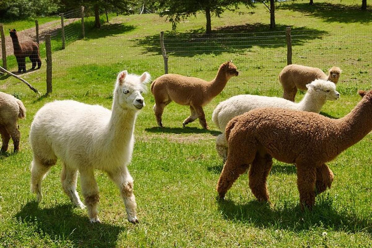 un gregge di pecore al pascolo in un campo d'erba