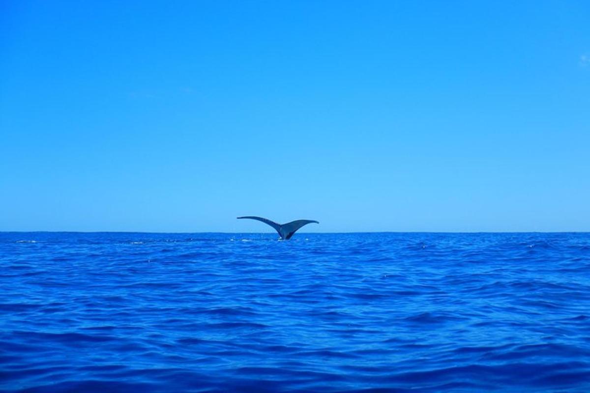 a bird flying over a body of water