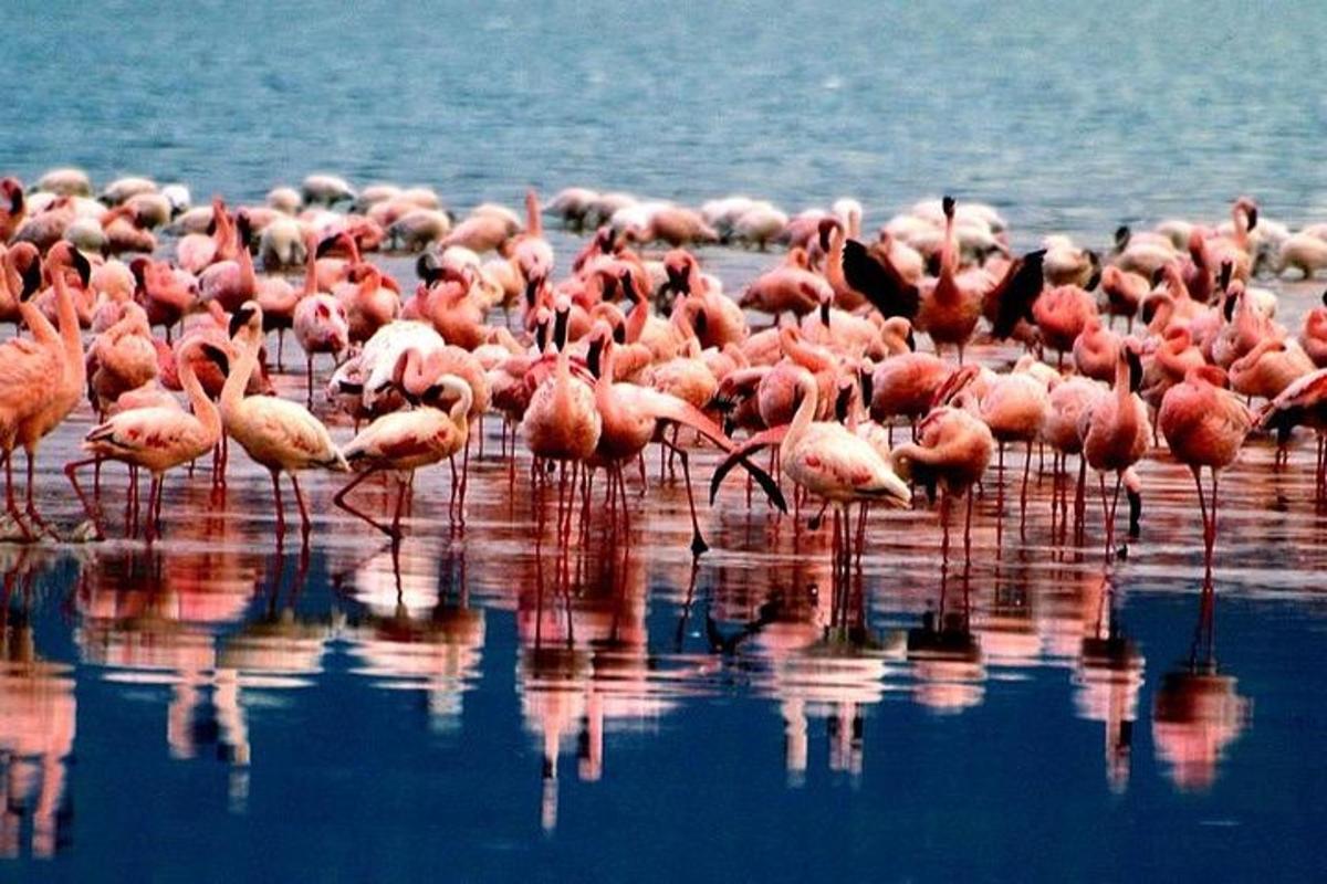 een zwerm roze flamingo's die in het water staan
