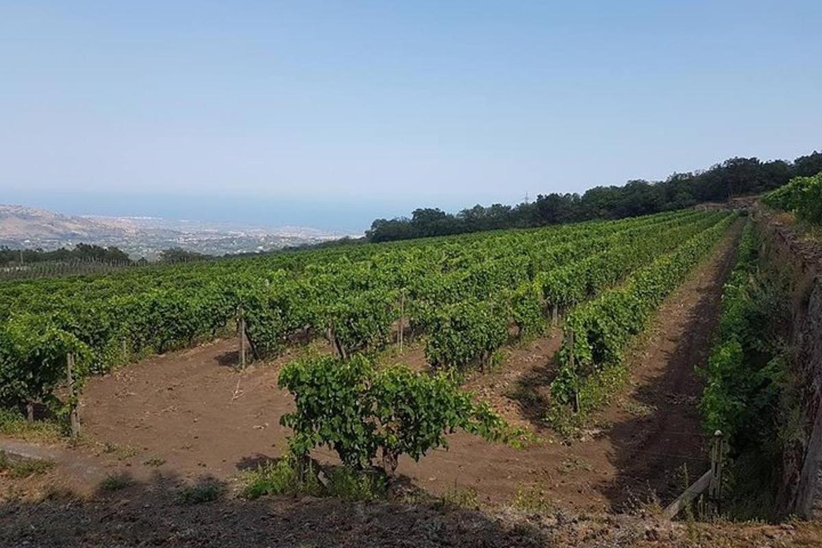 um vinhedo em uma colina com árvores em um campo