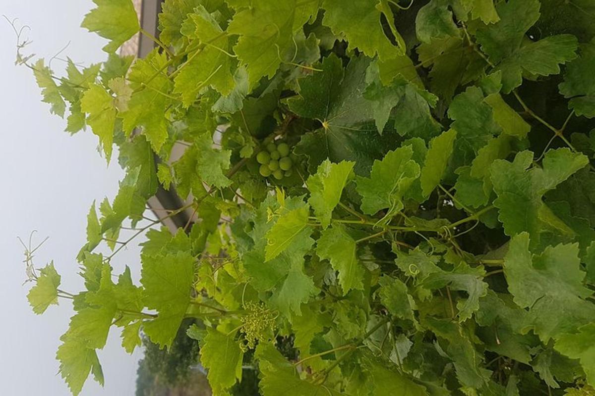 um cacho de uvas verdes pendurado em uma árvore