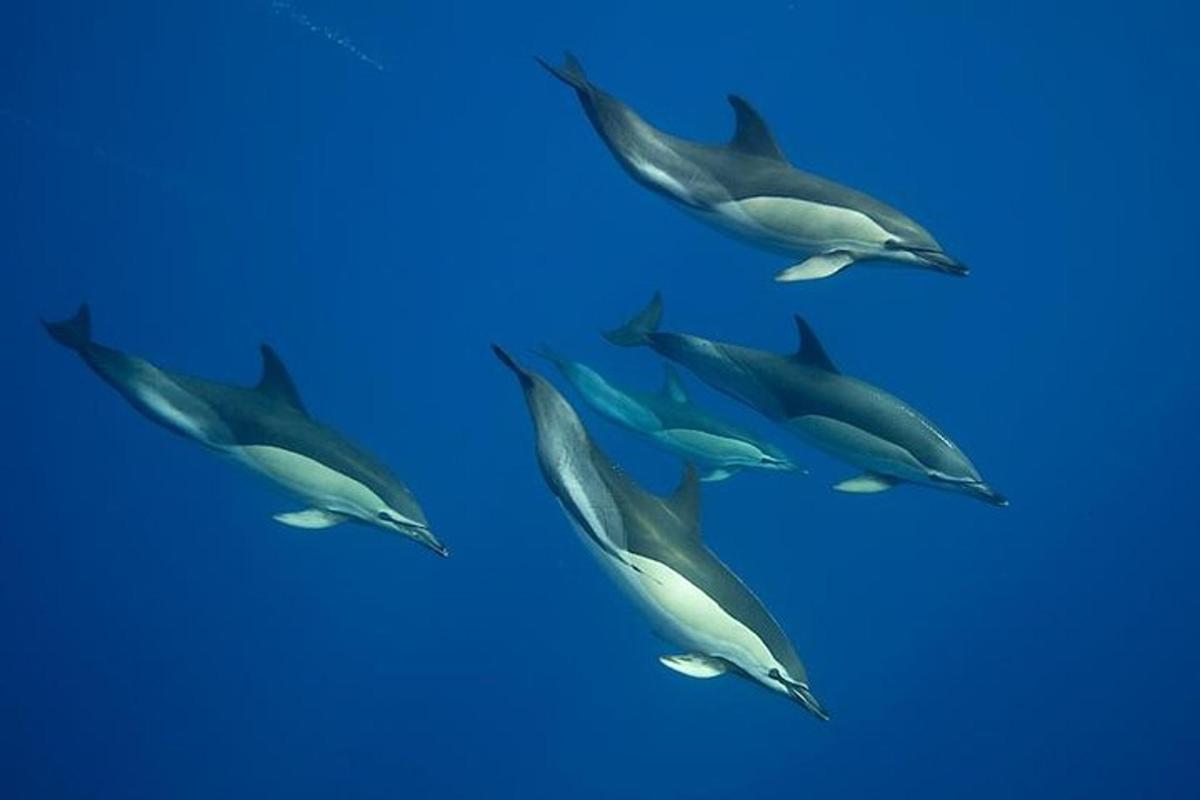 um grupo de golfinhos nadando no oceano