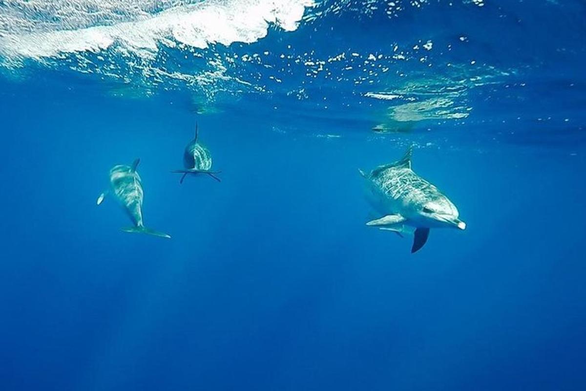um grupo de golfinhos nadando no oceano