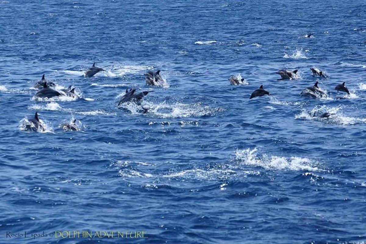 a group of dolphins swimming in the water