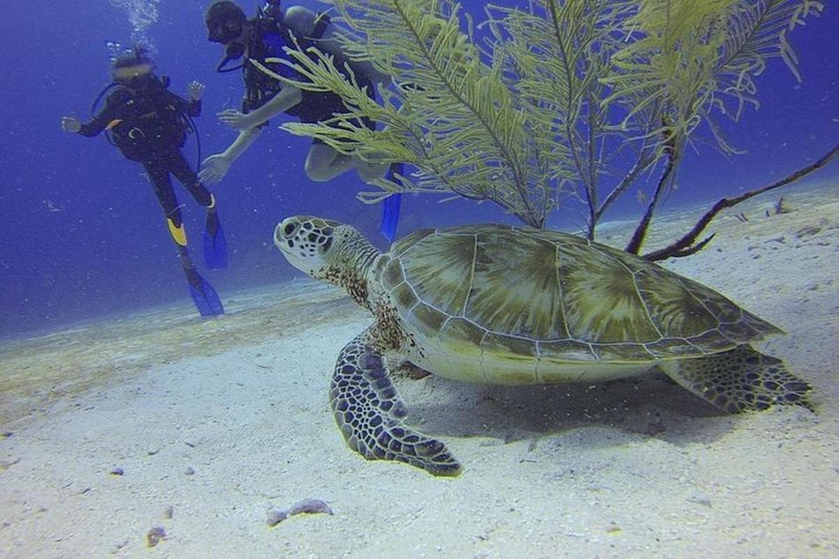 zelená želva plave v oceánu s potápěčem