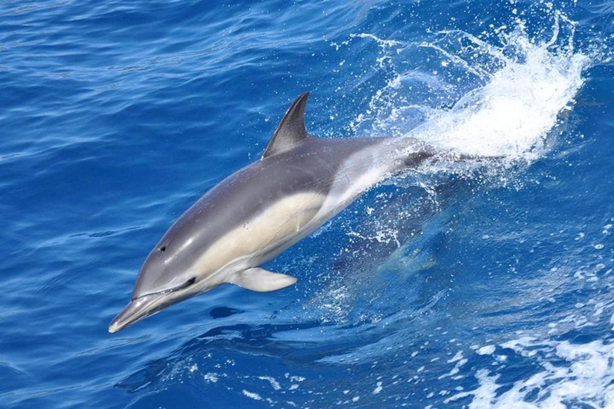 a dolphin jumping out of the water
