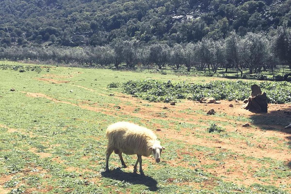 uma ovelha pastando em um campo de grama
