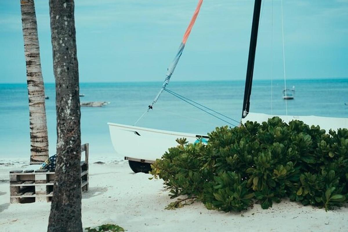 un barco colgado de un árbol en la playa