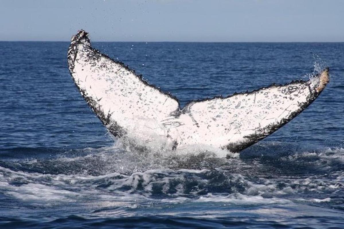 a dolphin flipping its tail in the water