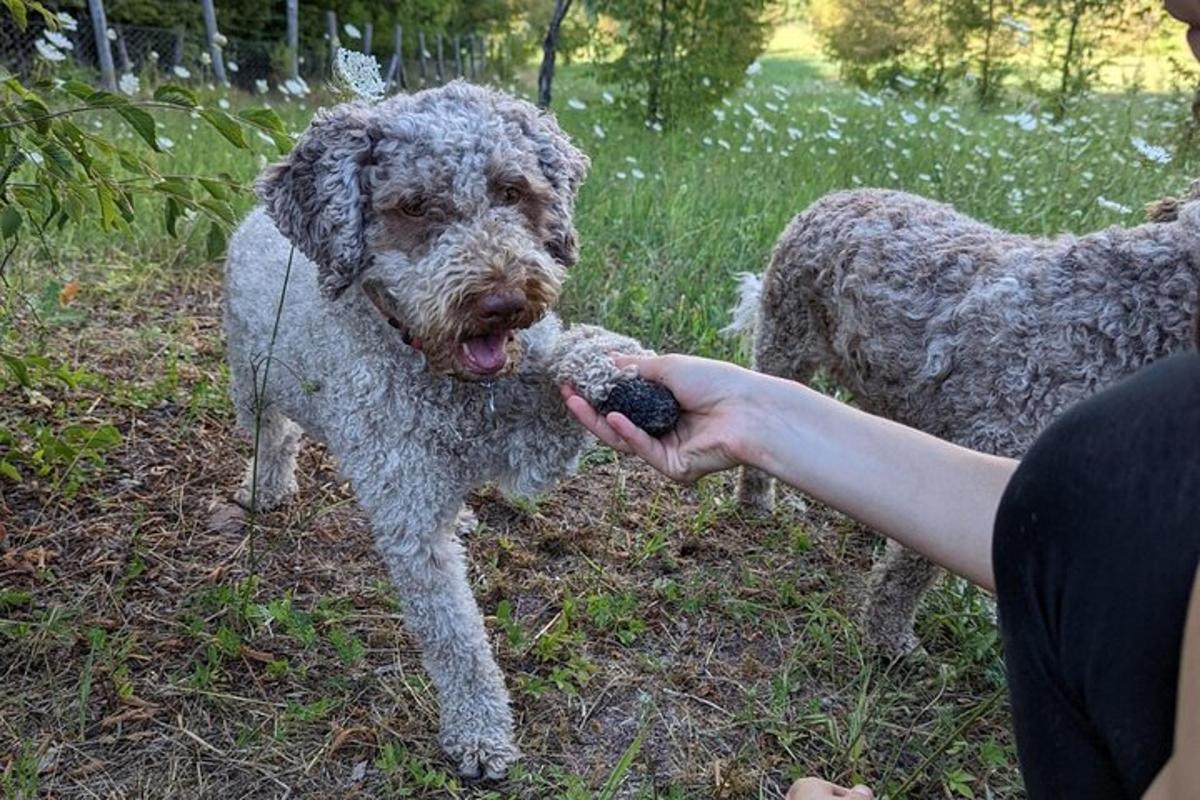 seseorang memberi makan anjing dengan mainan di mulutnya