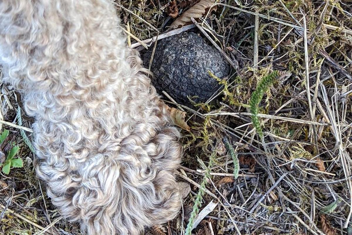 seekor anjing dengan rambut abu-abu panjang berbaring di rumput