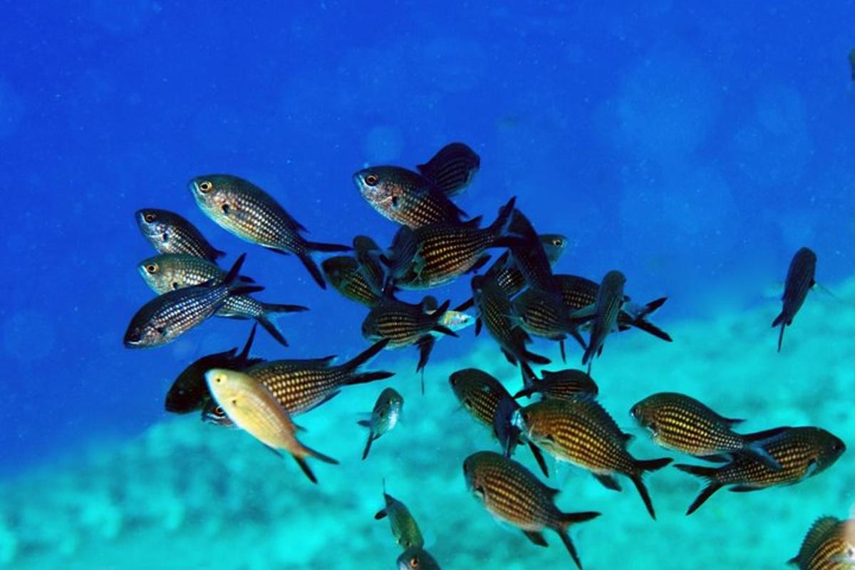eine Gruppe von Fischen, die im Ozean schwimmen