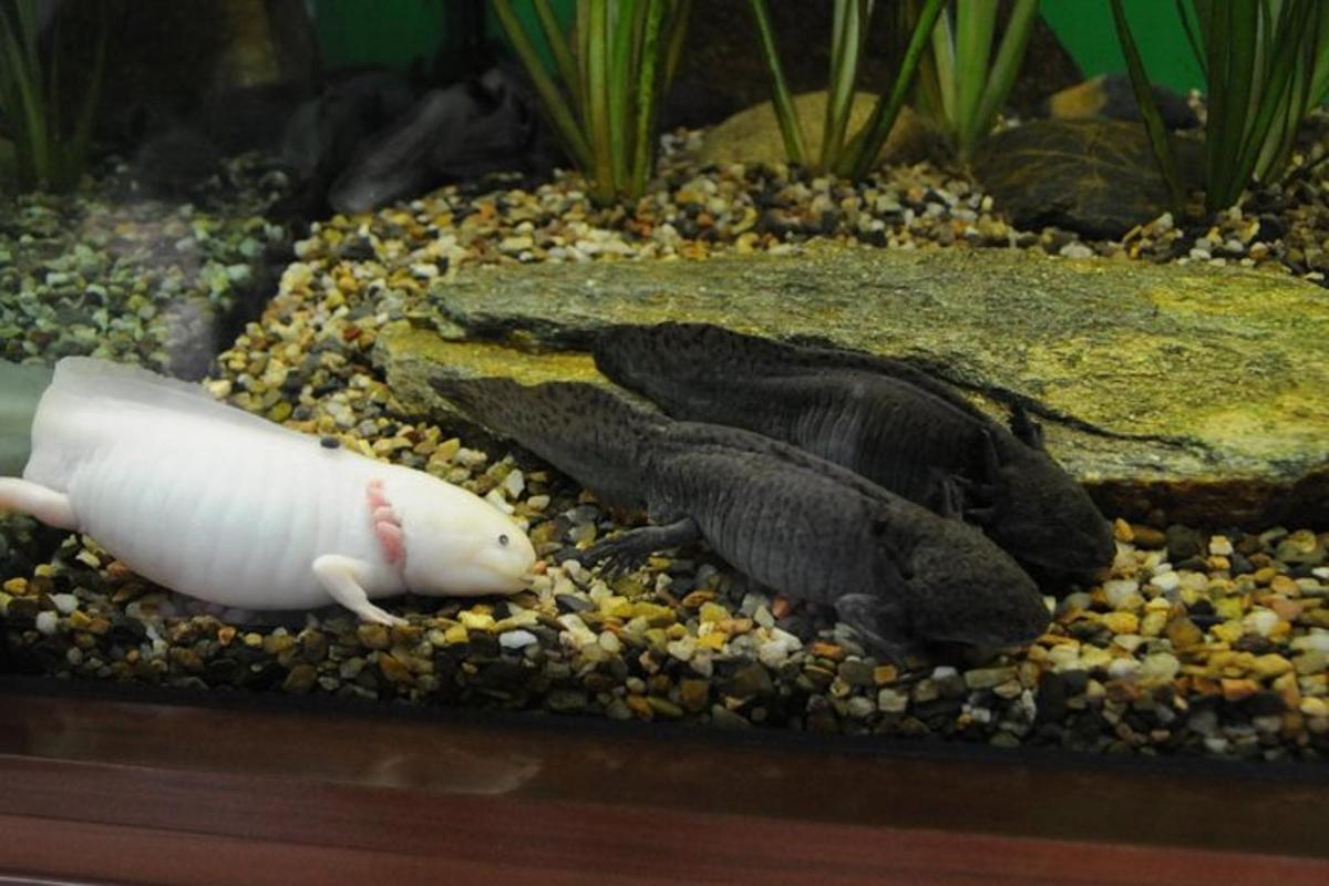ein Aquarium mit einem Fisch und einem weißen Saugnapf