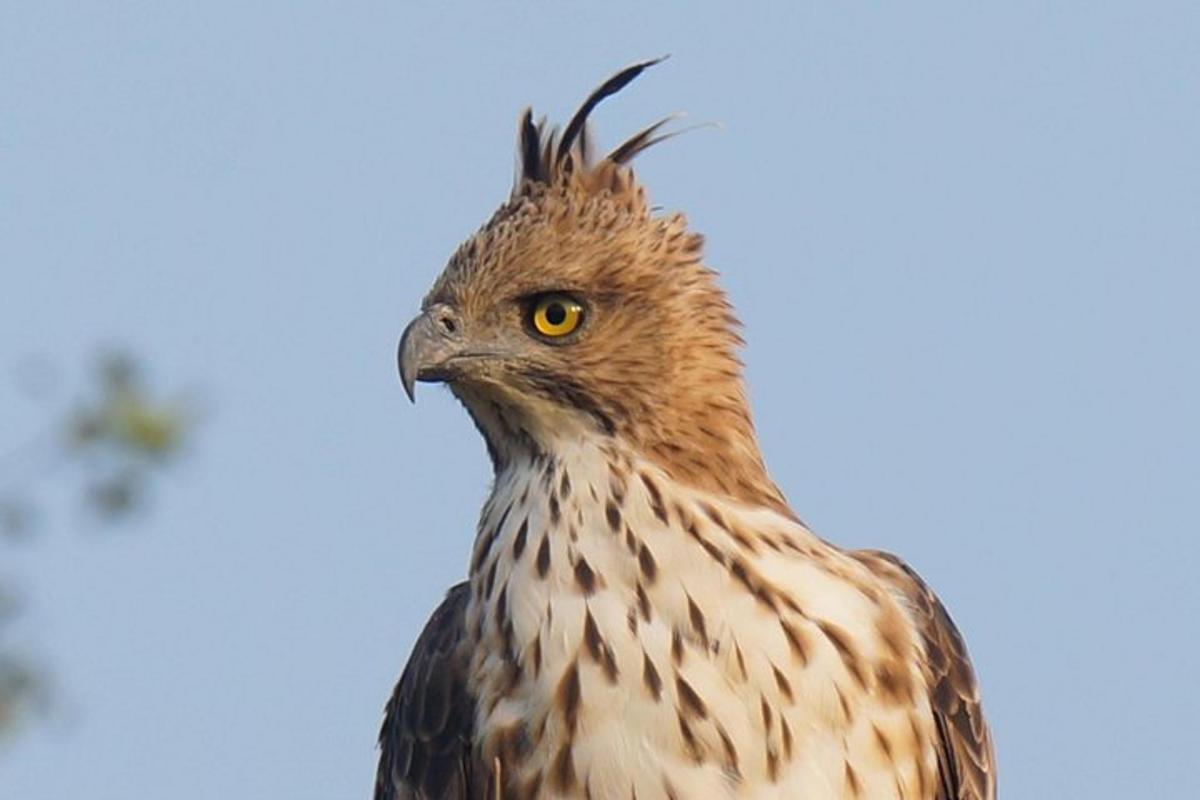a close up of a brown bird with yellow eyes