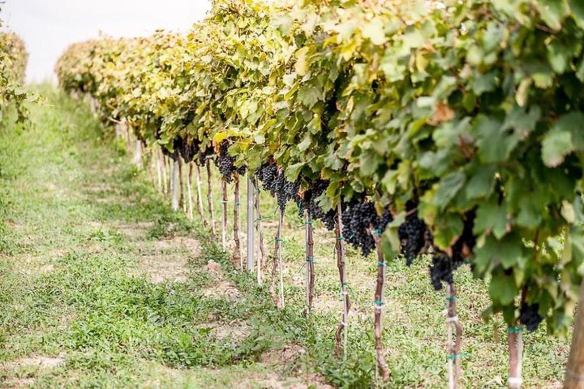 a row of grape plants in a field