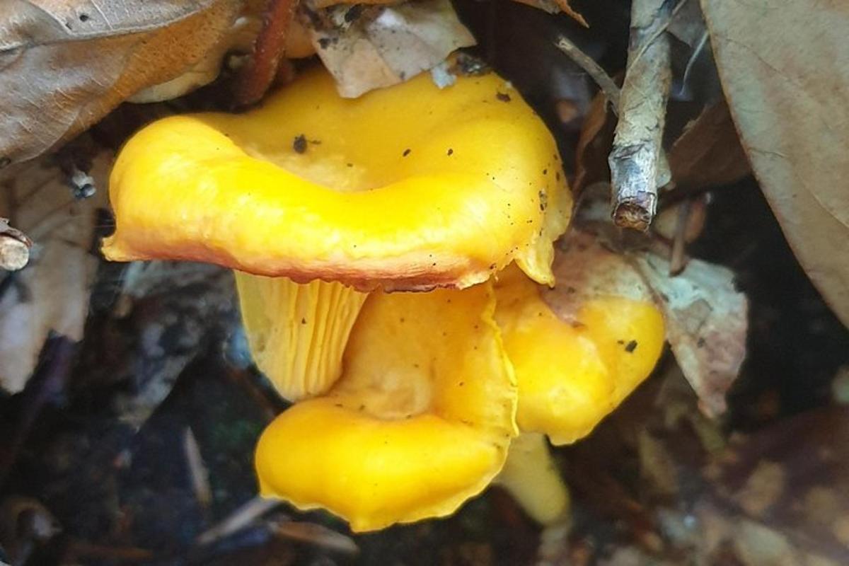 a group of yellow mushrooms on the ground