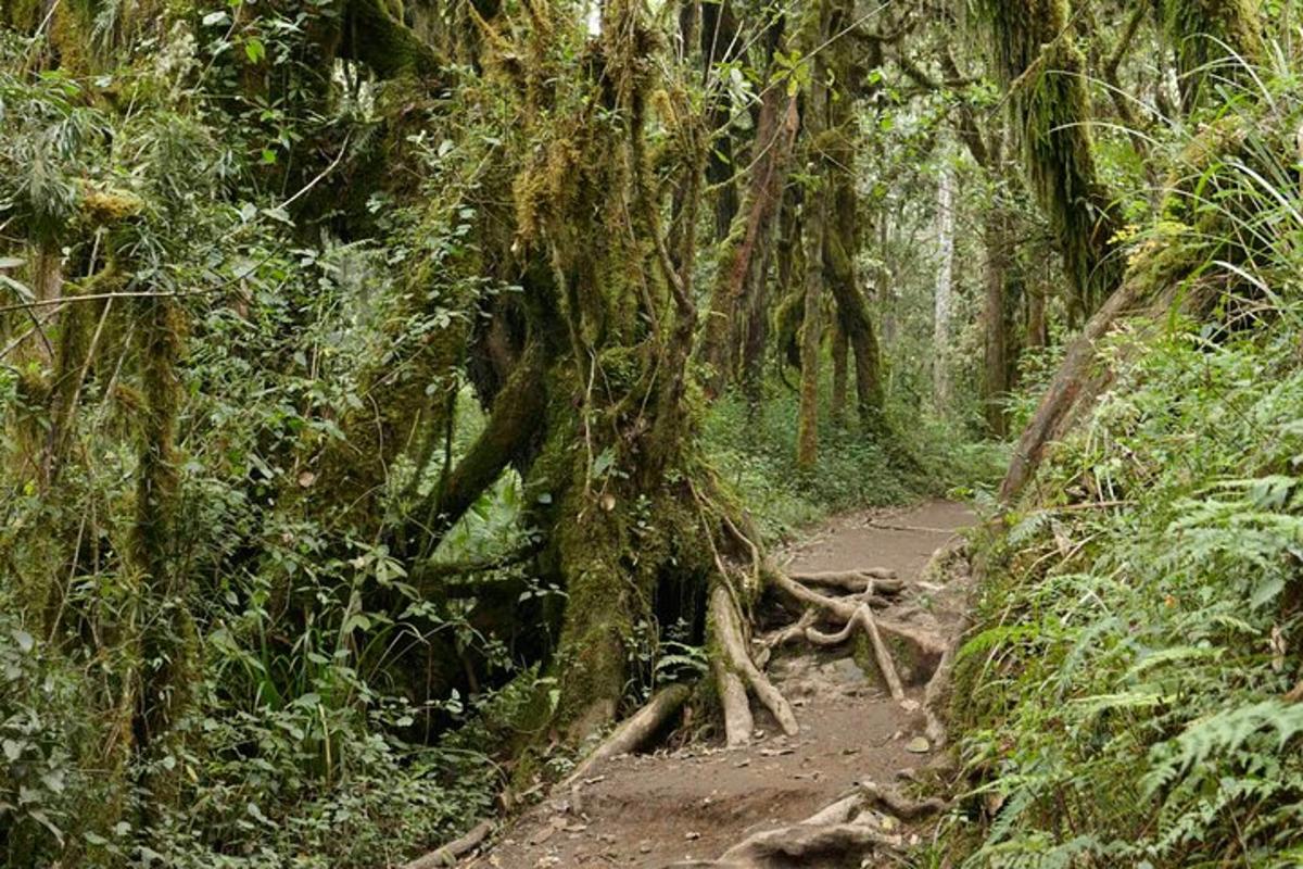 un sentiero in una foresta con alberi e viti