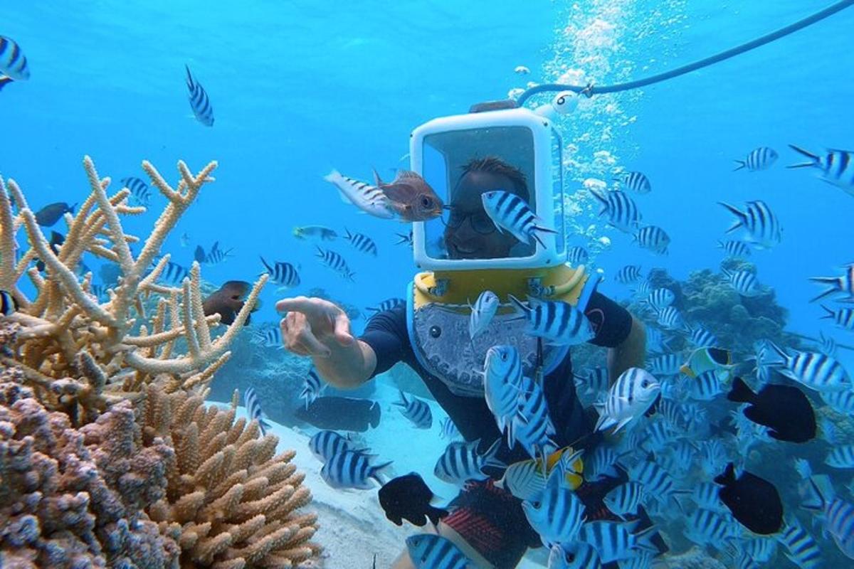potápěč v oceánu pozorující korálový útes